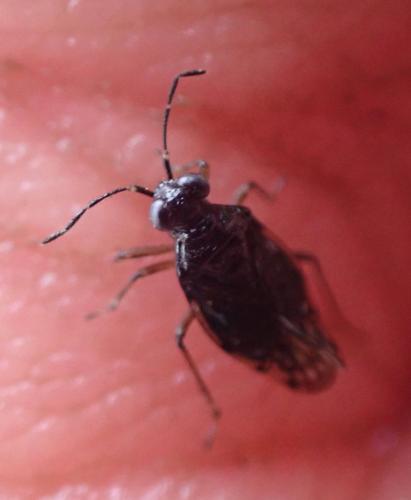 Chartoscirta cincta